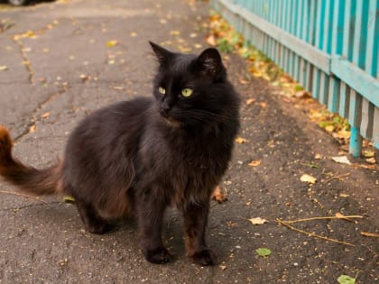 В Петербурге начнут кастрировать бездомных котов