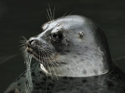 Отсутствие льда и птичий грипп: потомство балтийских нерп находится под угрозой