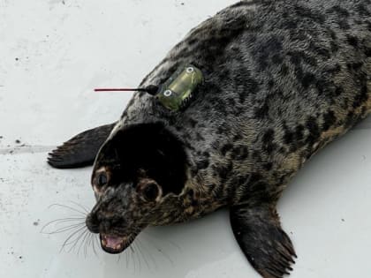 Тюлененок Уран вновь вернулся к берегам Финляндии