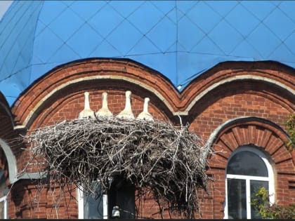 Петербургский фотограф поймал уникальные кадры с «мяукающими» птенцами аиста