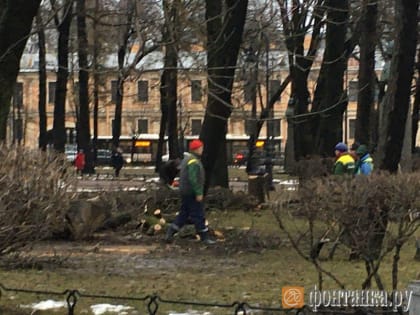 Деревянный бум продолжается. Пилить деревья начали в Румянцевском саду