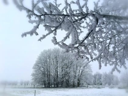 Жителей Ленобласти ждет порывистый ветер на выходных