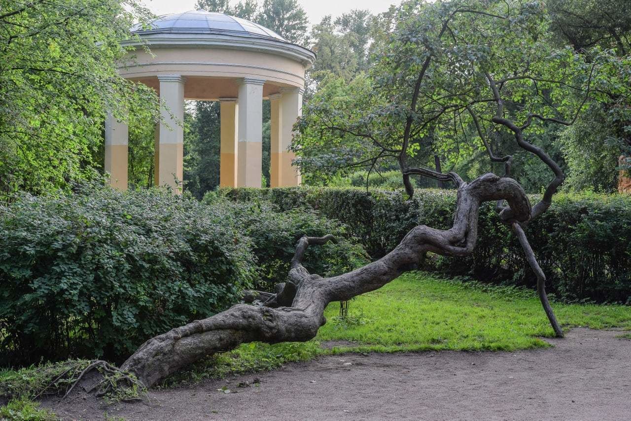 сад сан галли санкт петербург