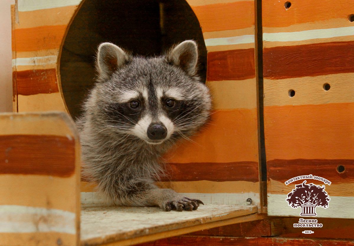 Зоопространство ЗОО-ДЗЕН