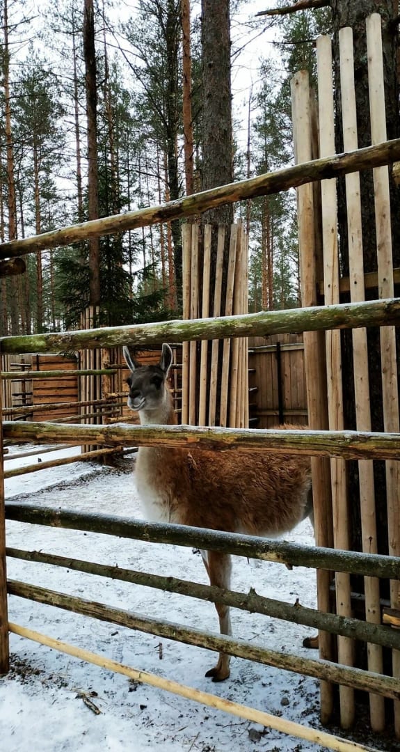 Шишки на Лампушке