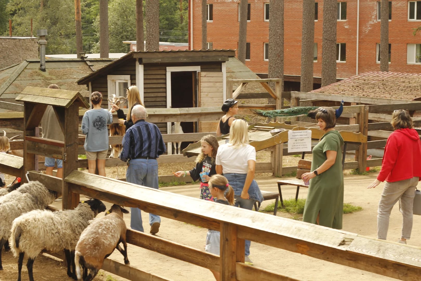 Мини-зоопарк и конные прогулки в «Райвола»