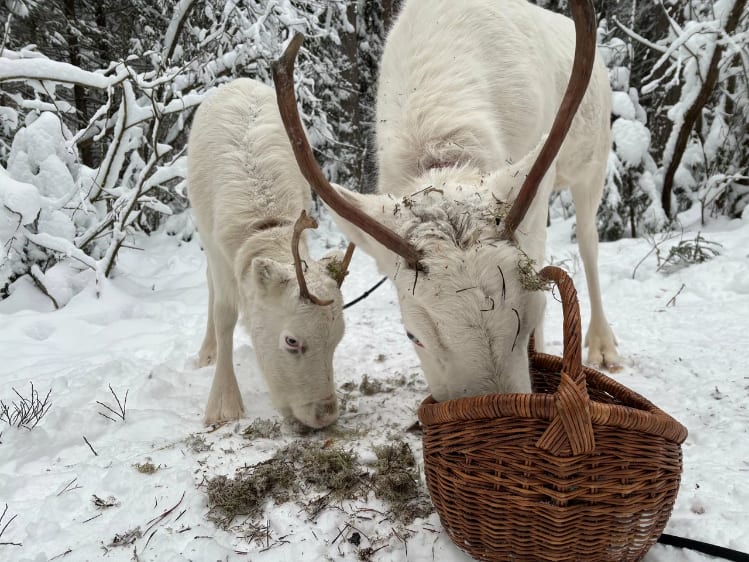 Лесная избушка