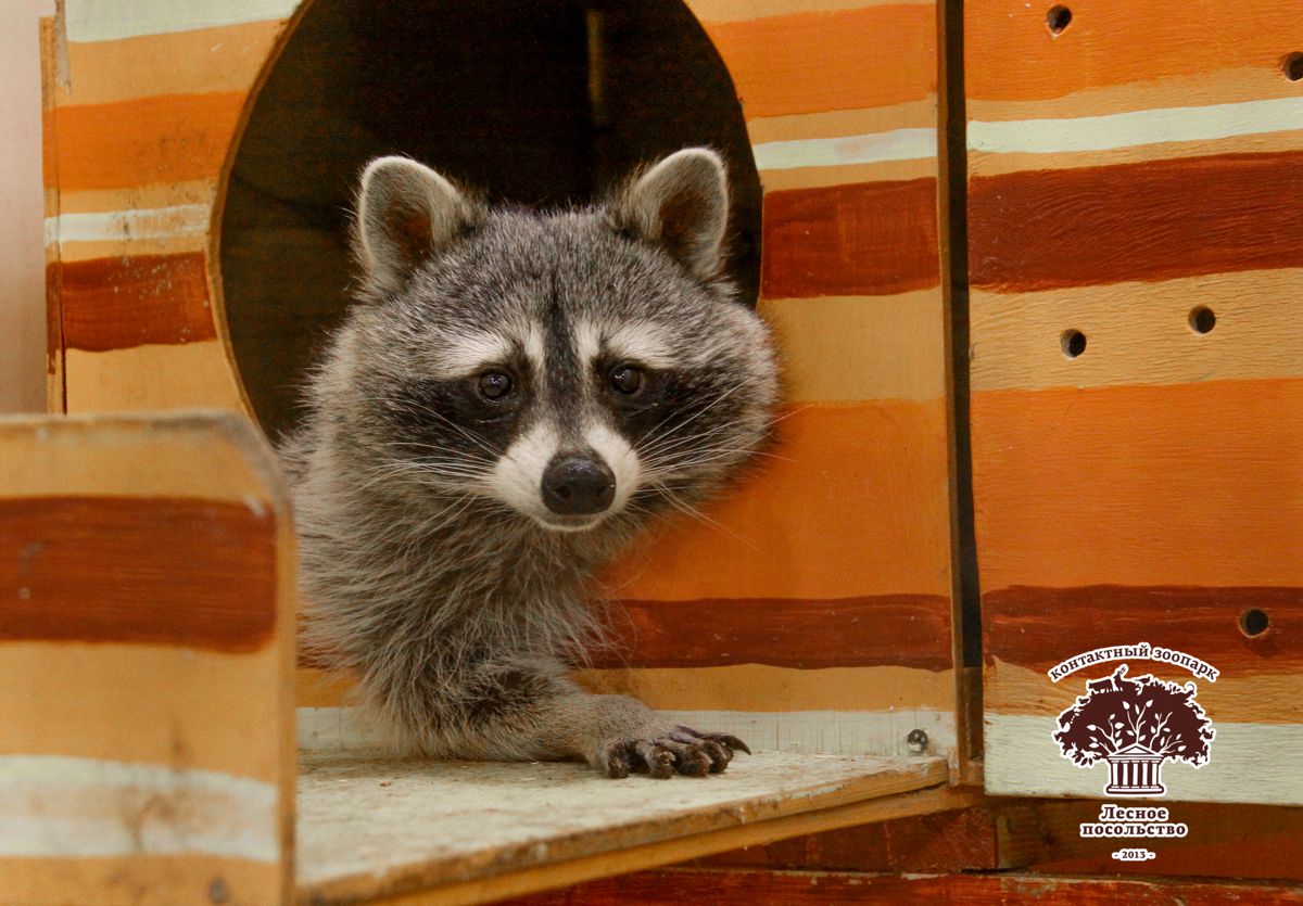 Зоопространство ЗОО-ДЗЕН