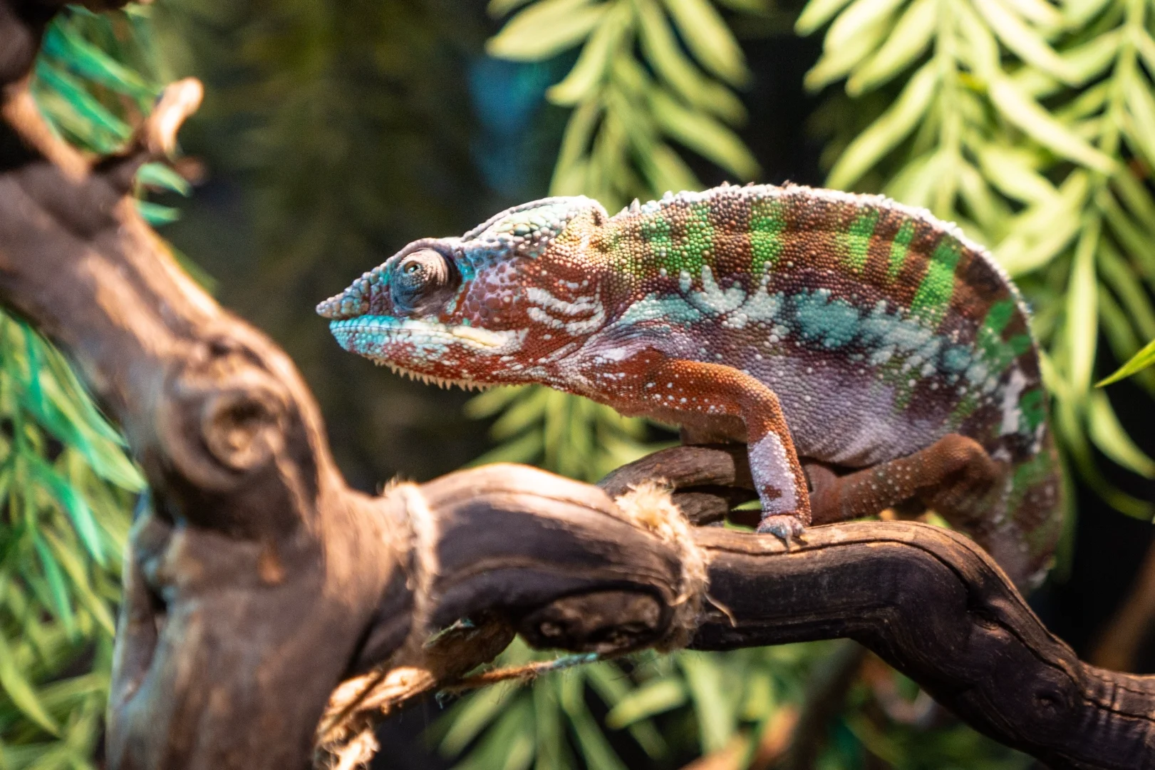 Дом драконов