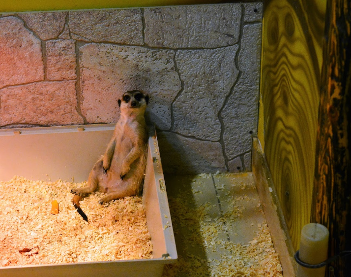 Всё как у зверей