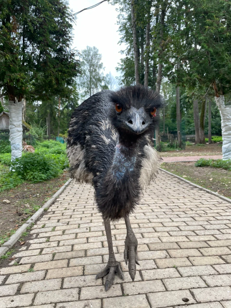 Приют Белоснежки