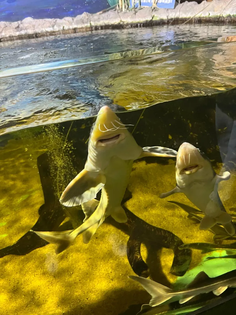 Казанский океанариум