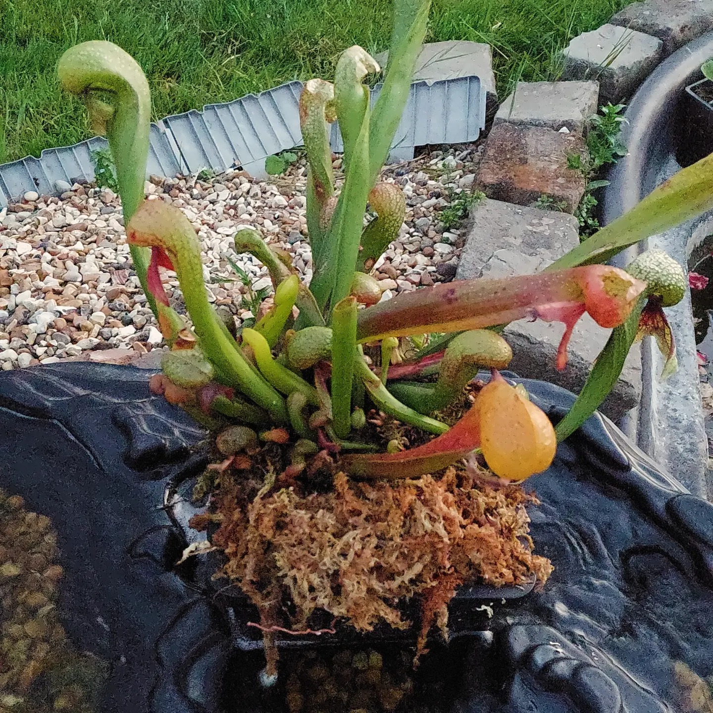 Darlingtonia Californica