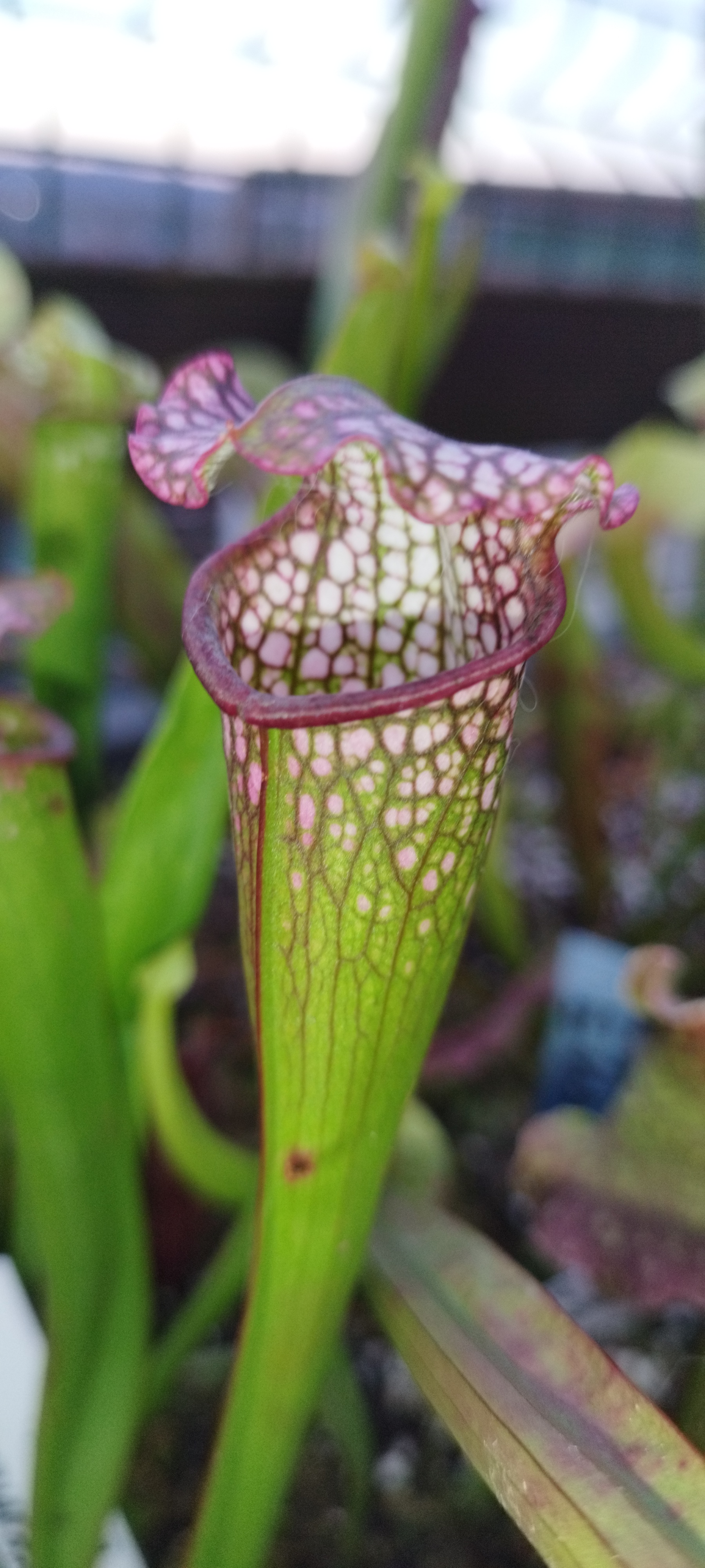 Sarracenia x "Miss Purple" (MDx01)