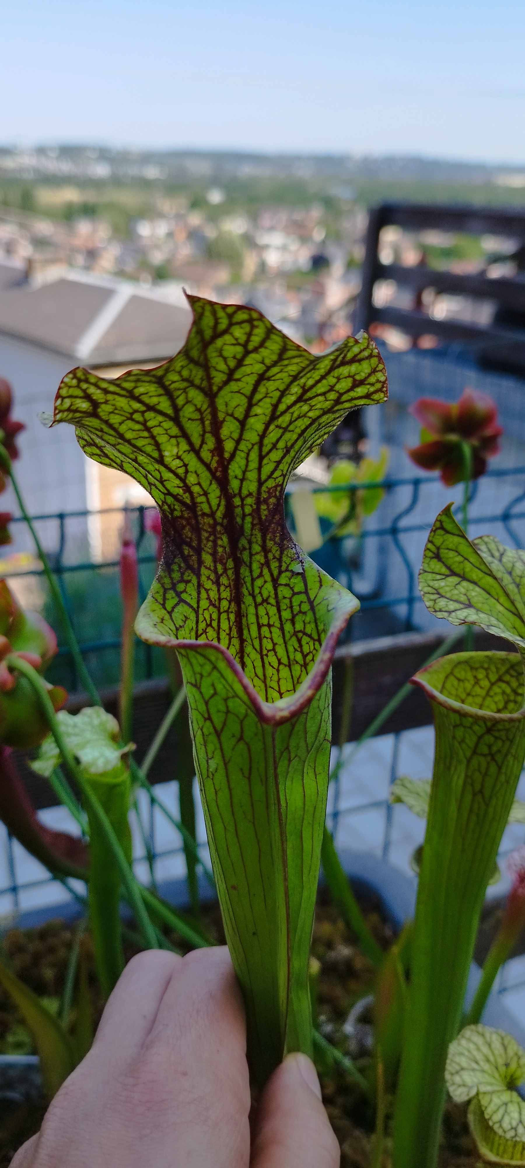 Sarracenia "Super Nana" (MDx02)