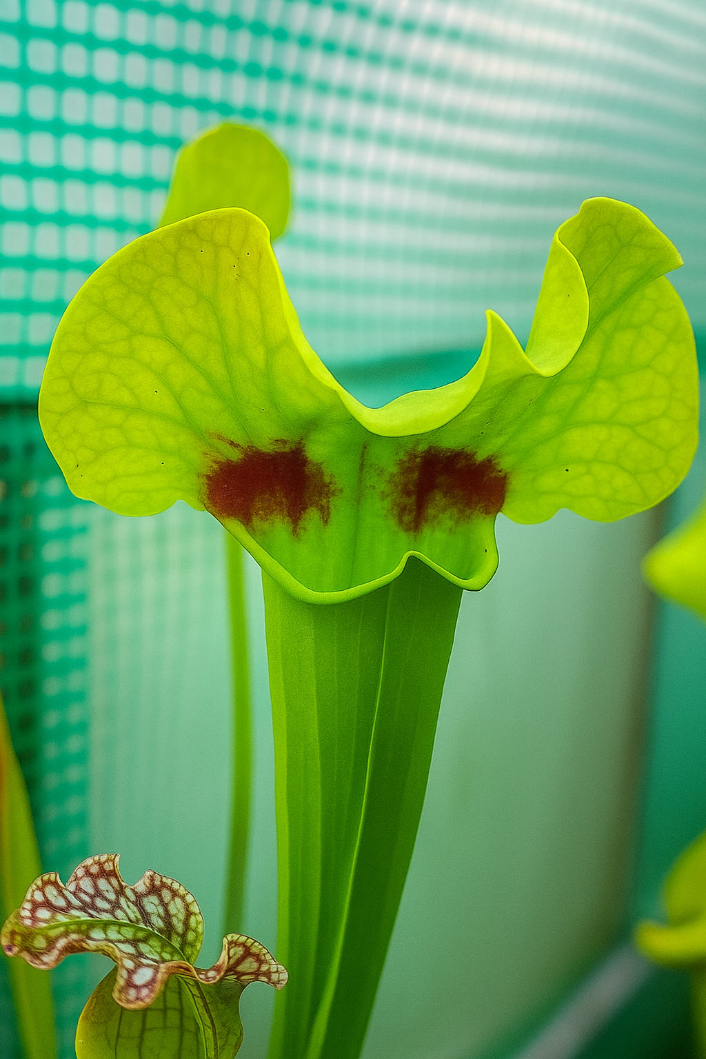 Sarracenia x "Woodpecker" (MDx03)