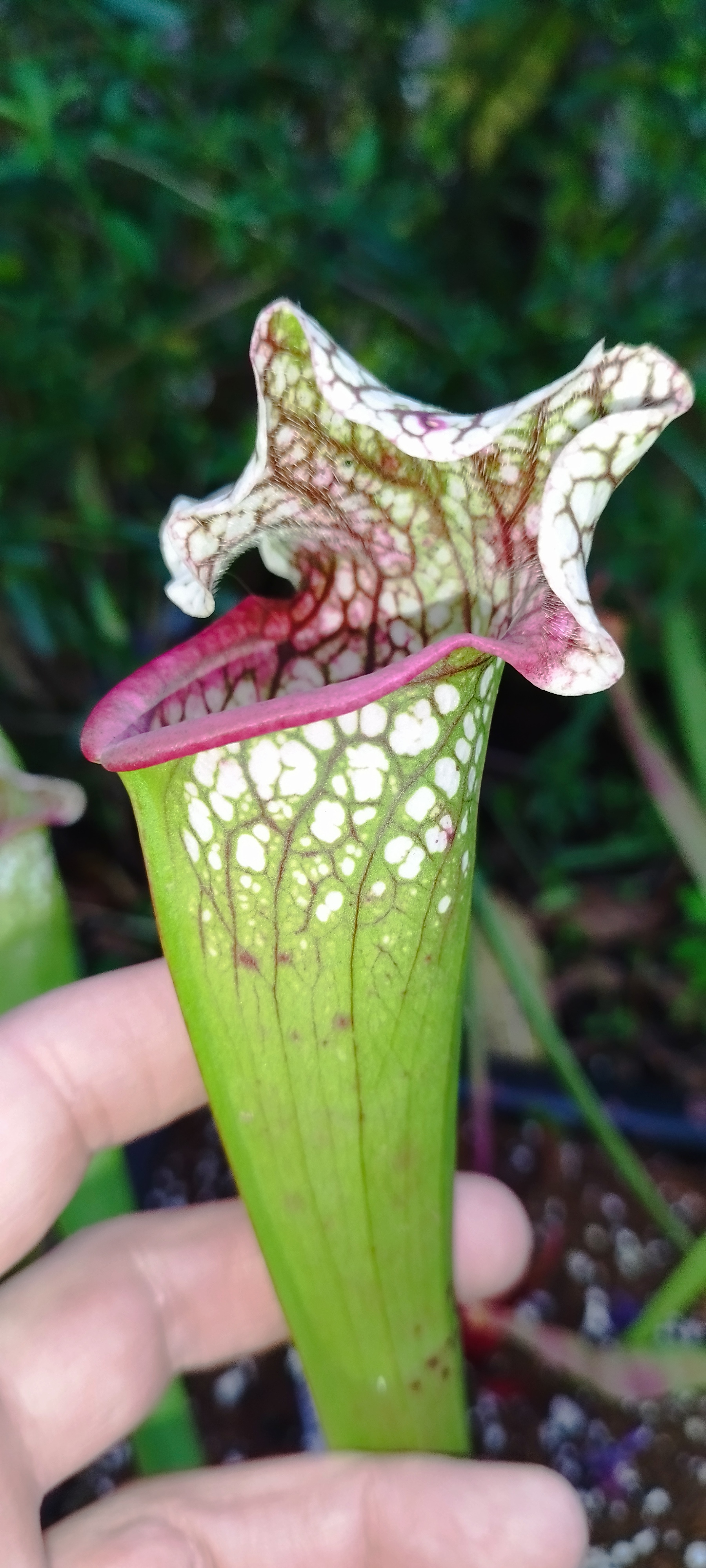 Sarracenia "Yeti" (MDx04)