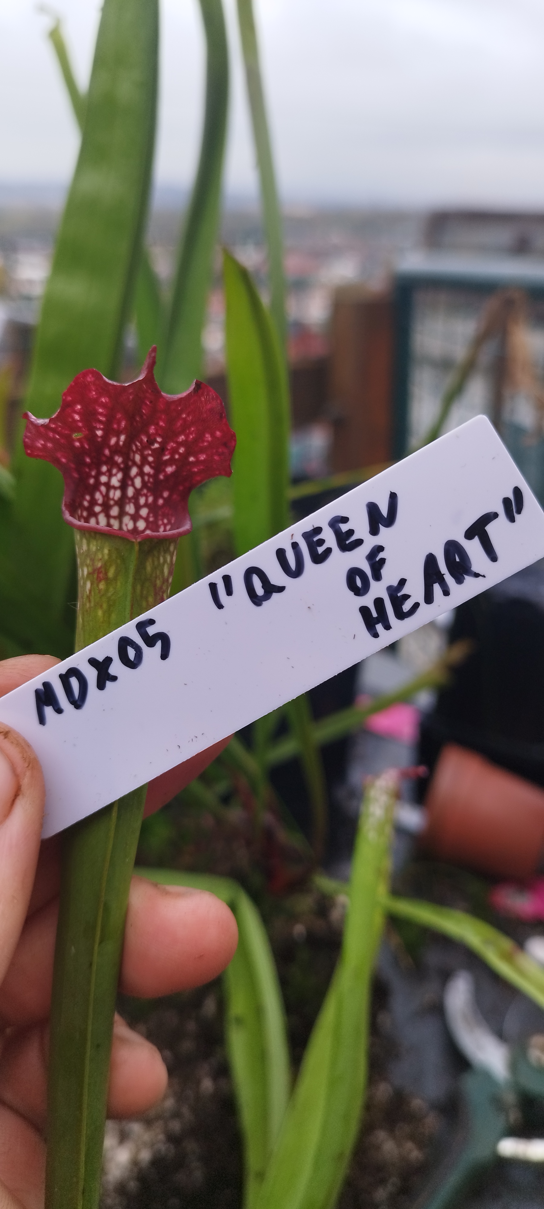 Sarracenia x "Queen of hearts" (MDx05)