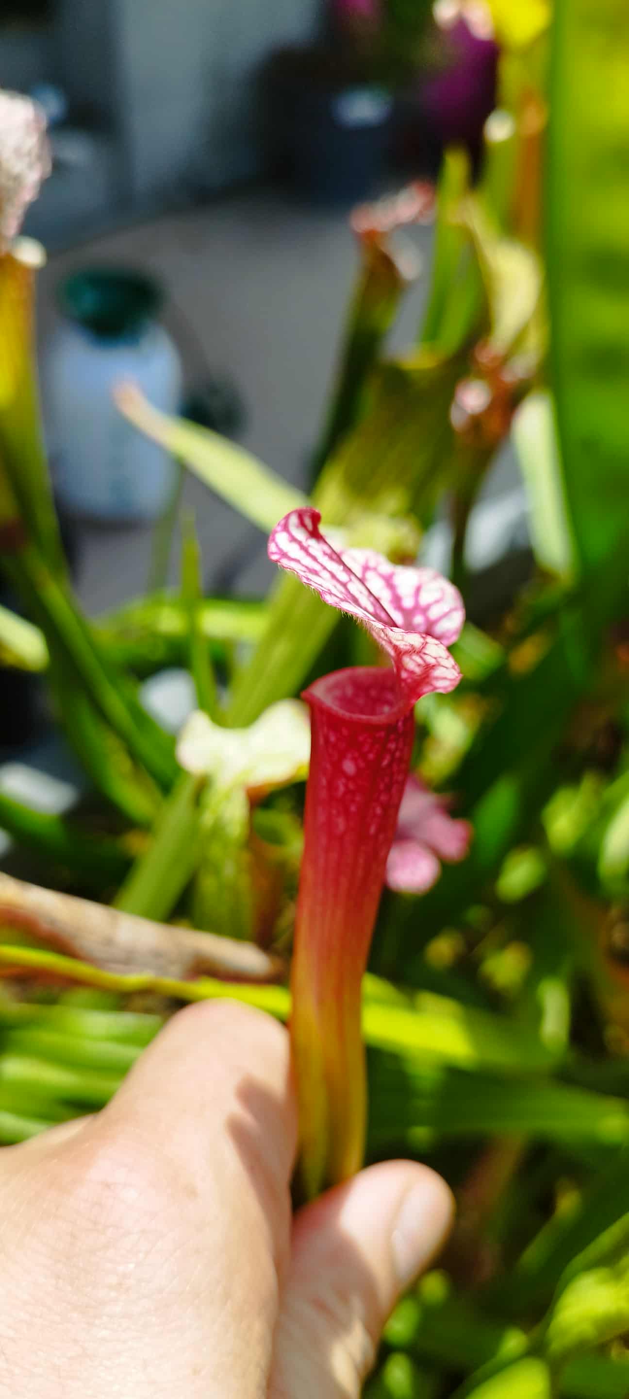 Sarracenia x "Cherry Kriek" (MDx06)