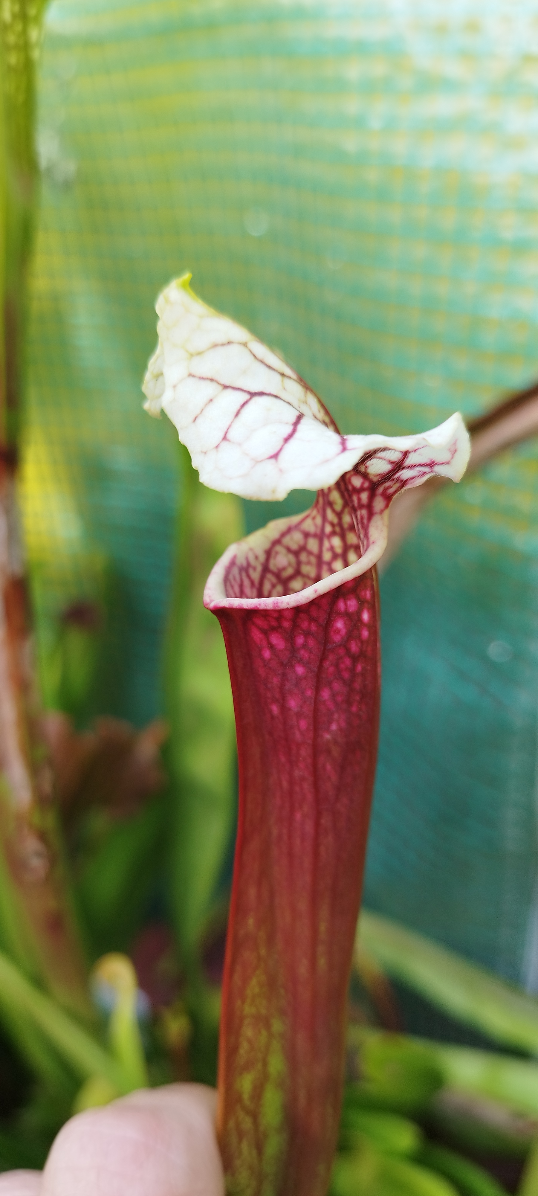 Sarracenia x "Strawberryshake" (MDx07)