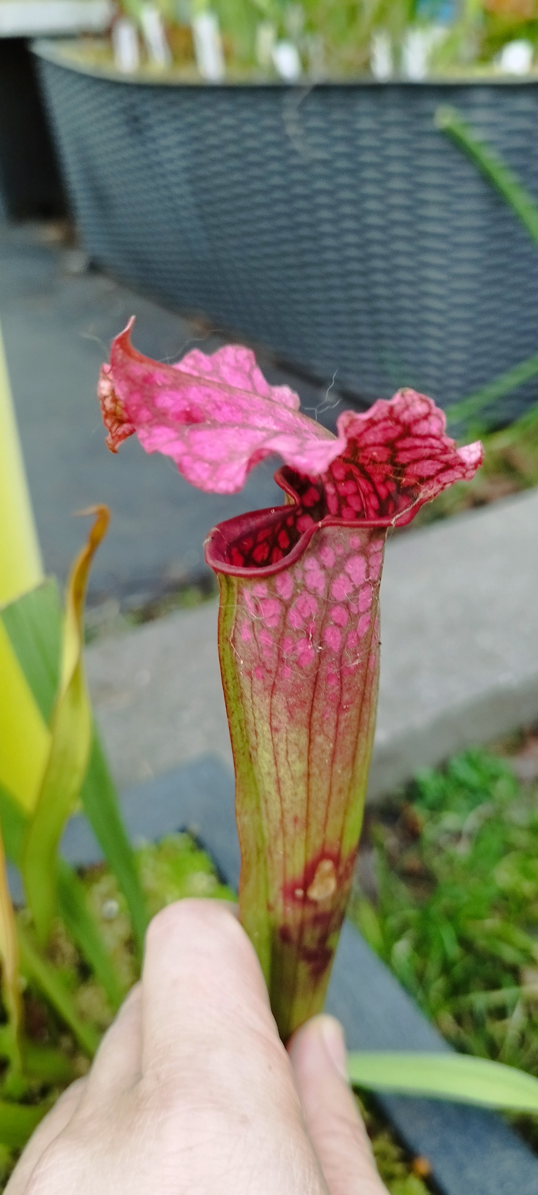 Sarracenia x "Cul de poule" (MDx08)