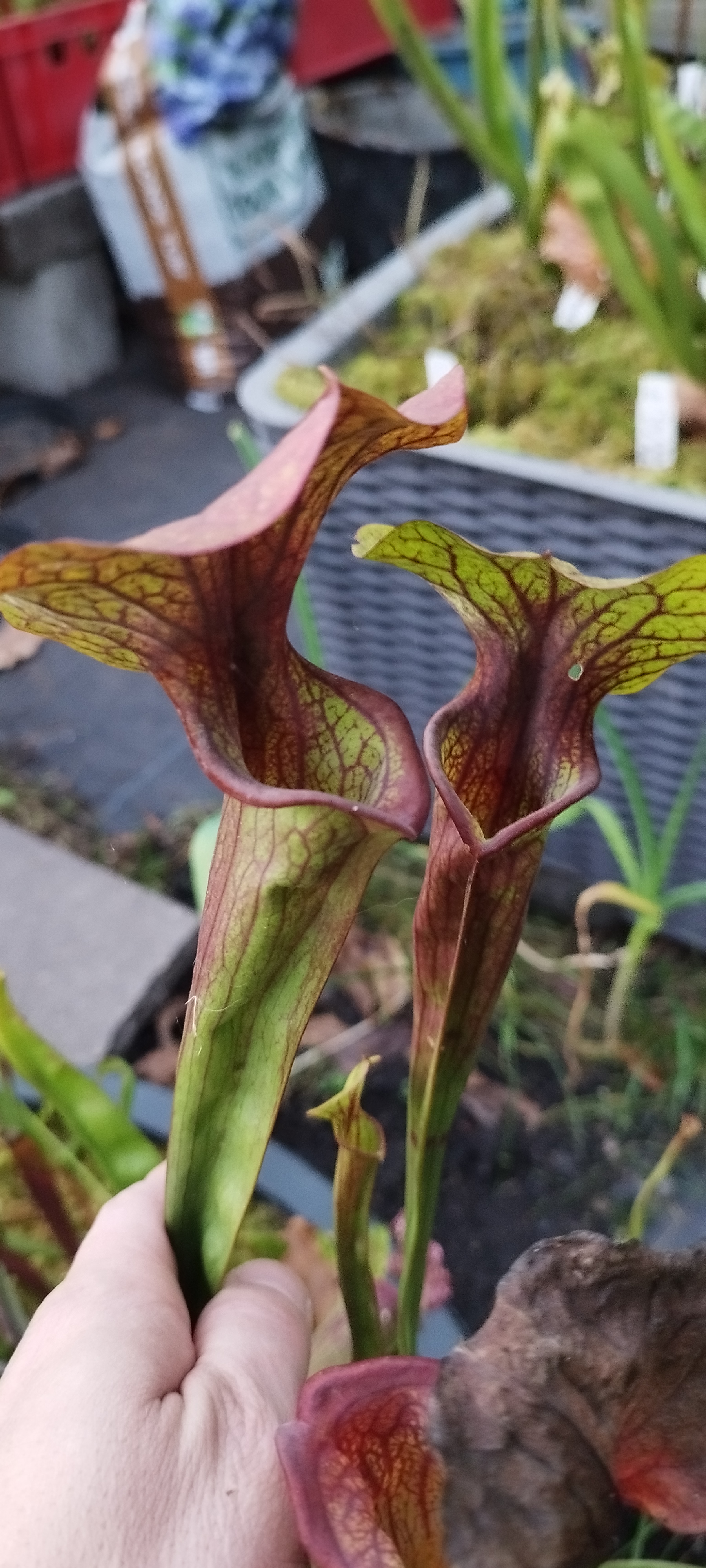 Sarracenia x "Predator" (MDx09)