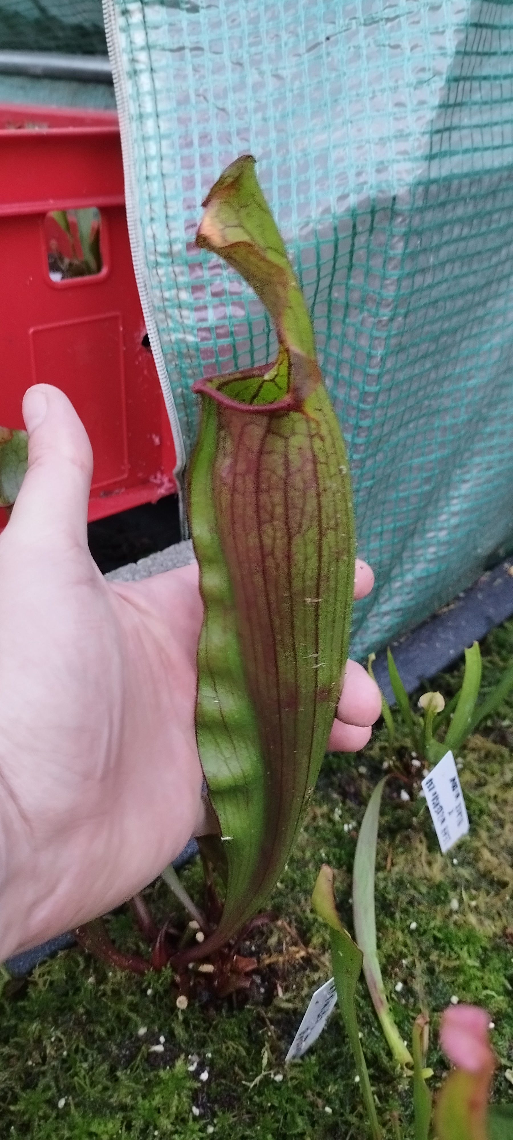 Sarracenia x "Fatman" (MDx10)