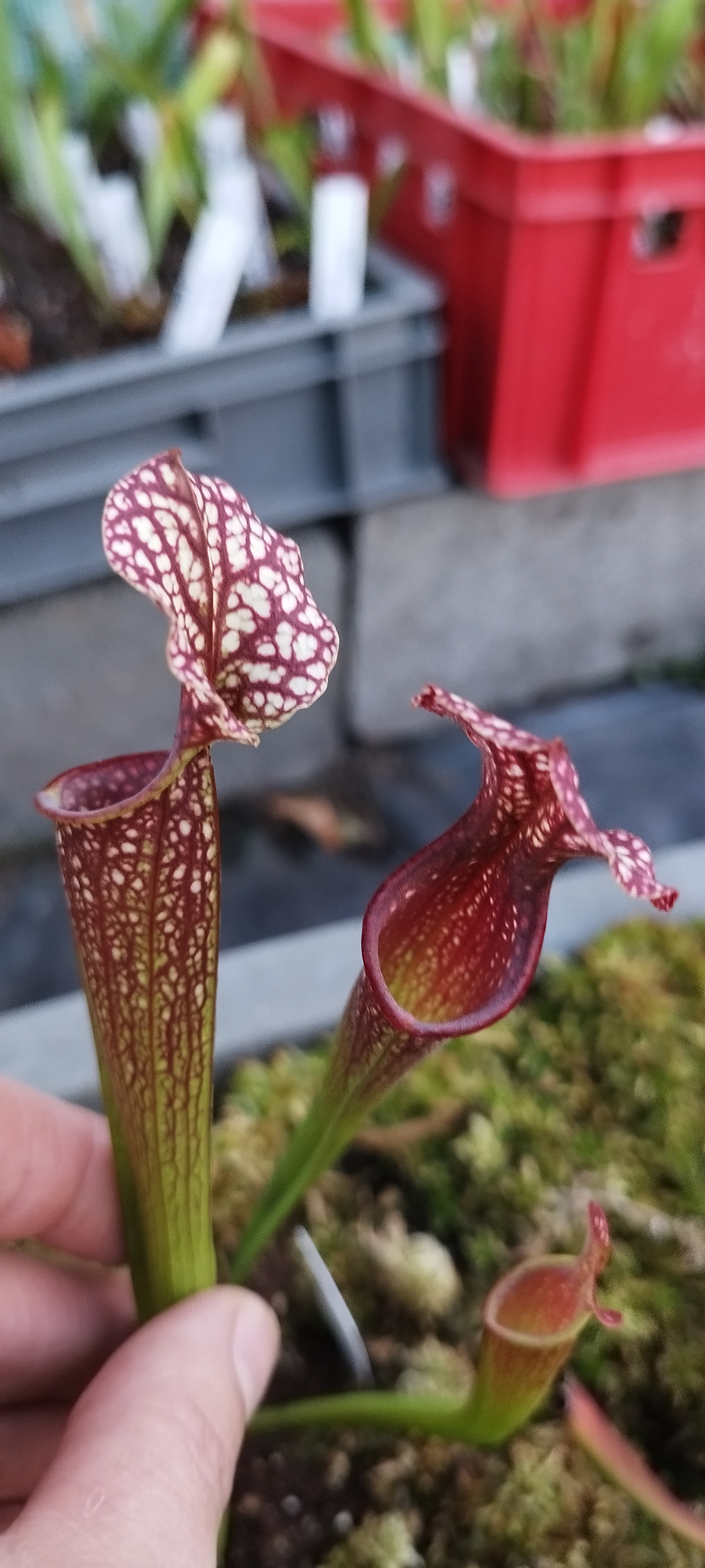 Sarracenia x "Nebula" (MDx11)