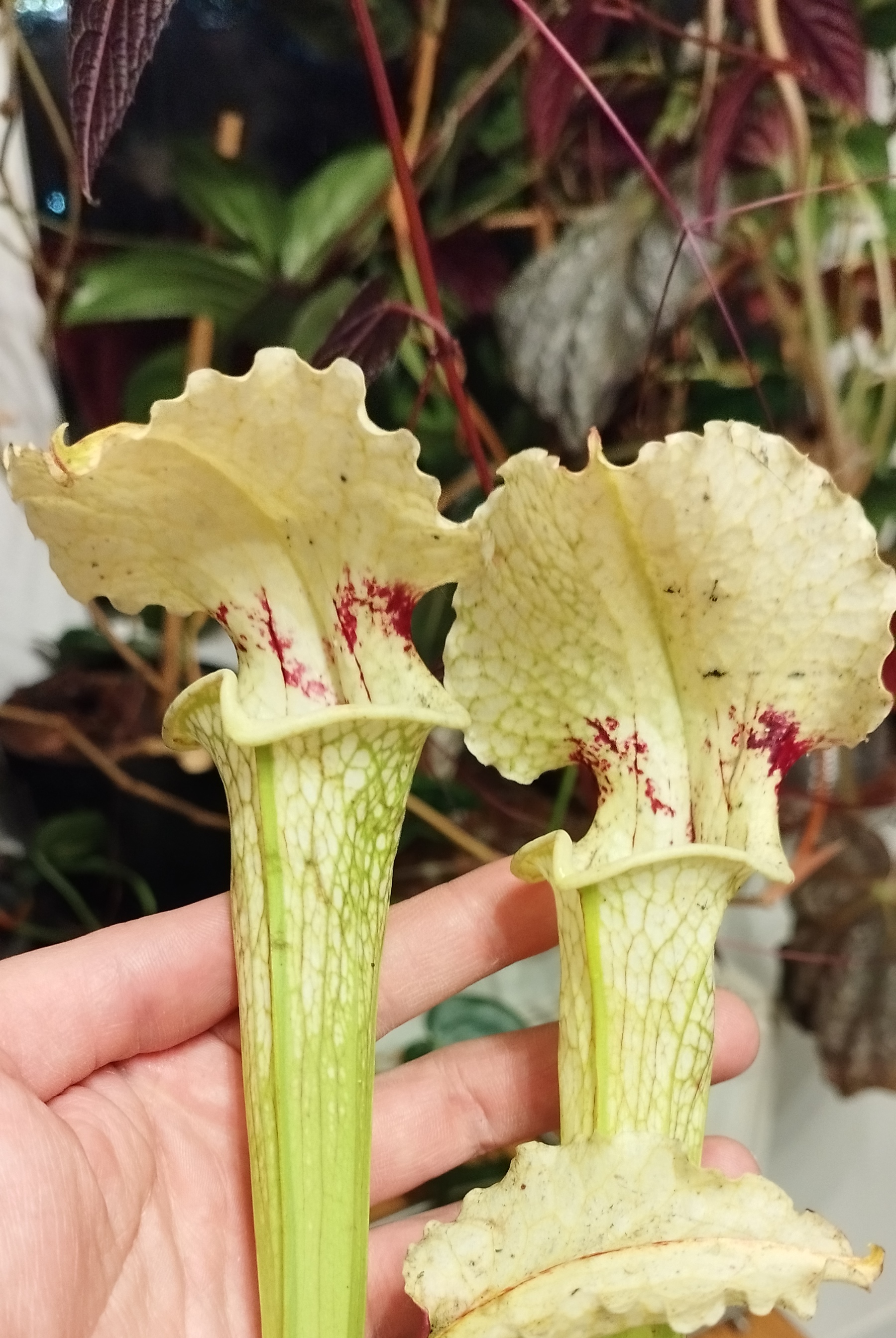 Sarracenia x [Camisole x ( Leah wilkerson x Adrian slack)]
