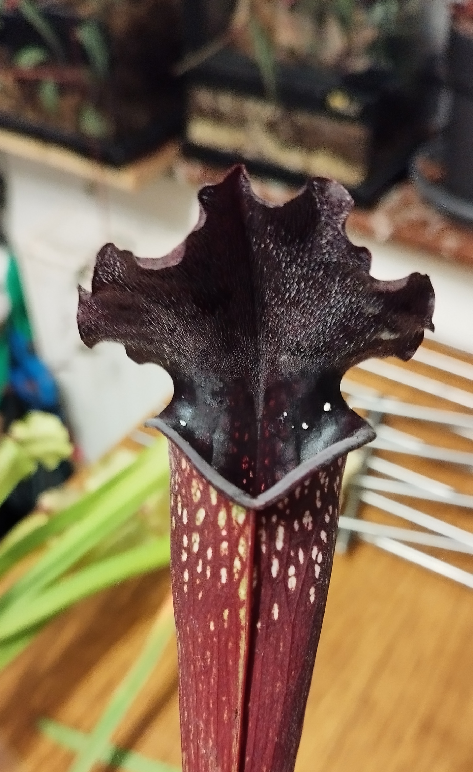 Sarracenia x [(Alata black tube x flava red) x wilkerson red rocket]. (OBH100)