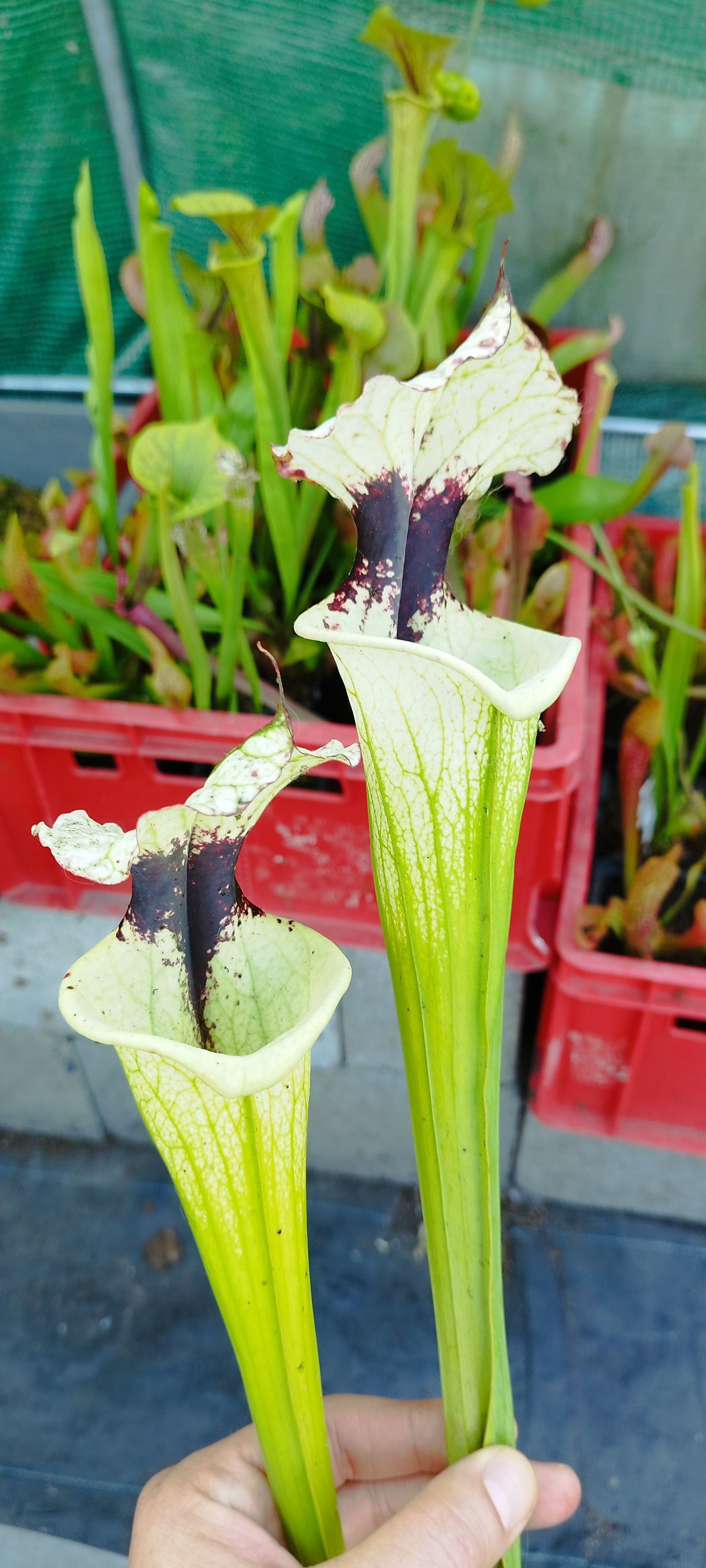 Sarracenia x (Leah Wilkerson x Adrian Slack) X A.Porais