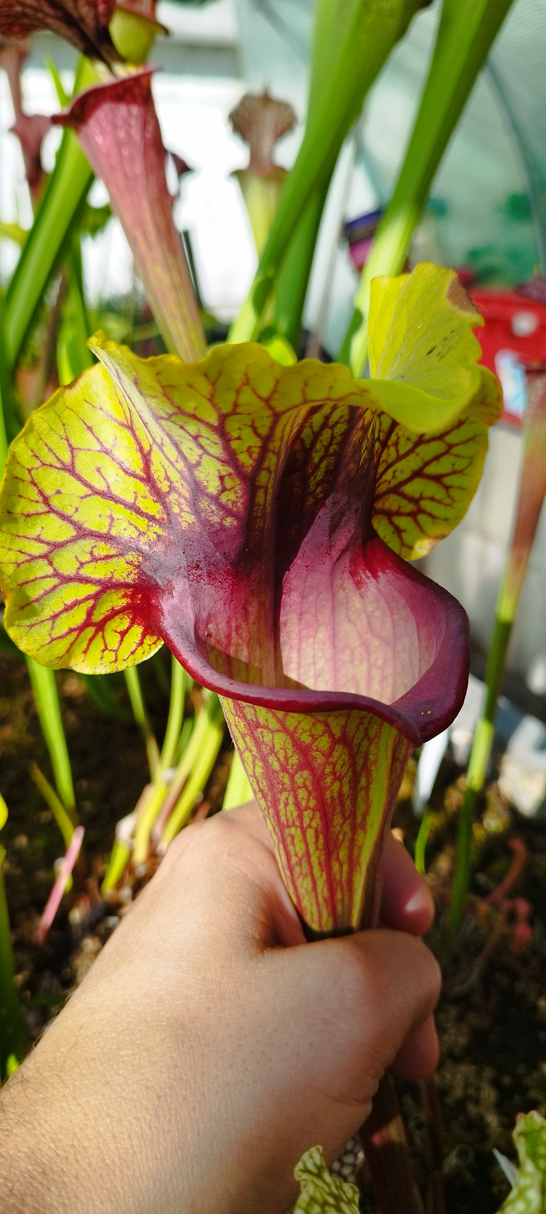 Sarracenia x (Asbo x Peaches)   (H79b)
