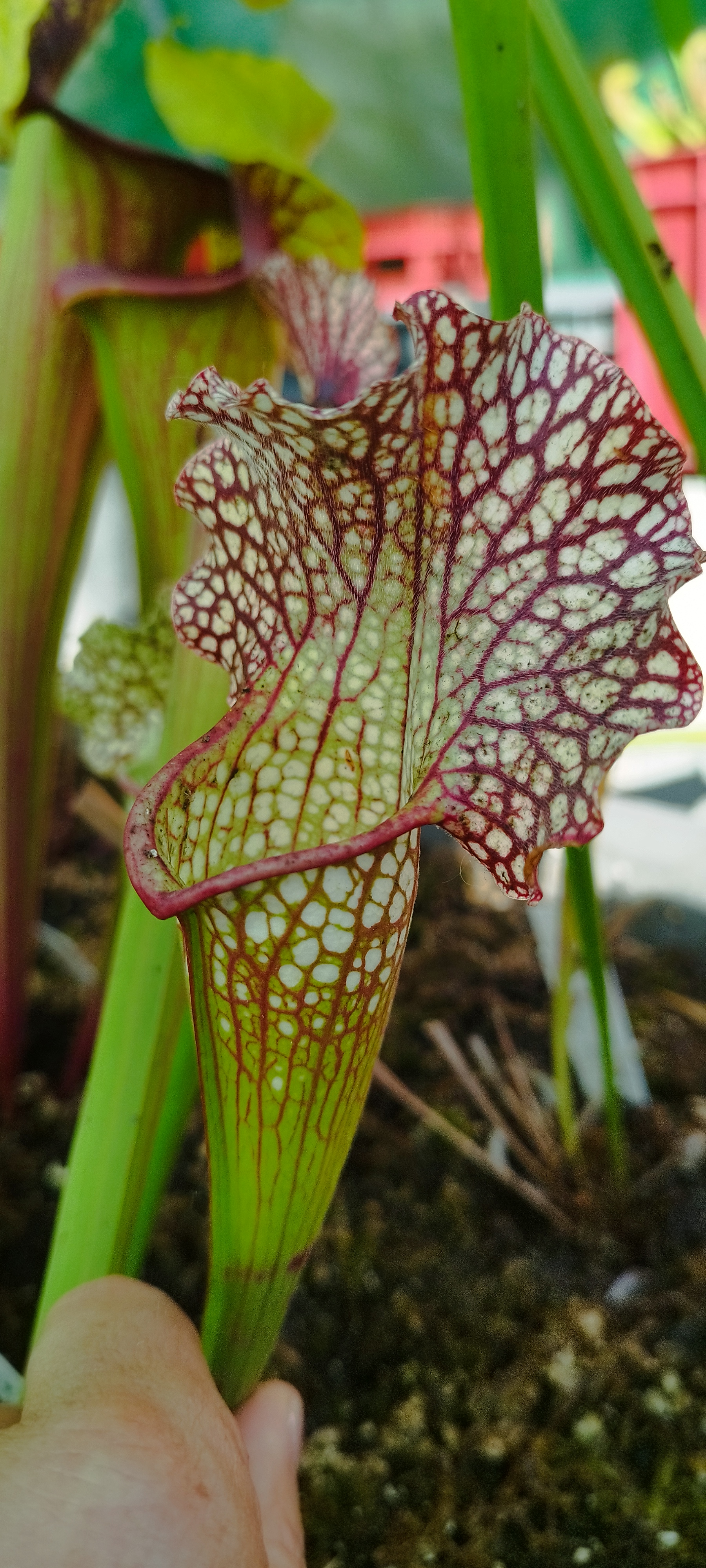 Sarracenia x [Excellens Hans leurs X (premysl otakar x montana)]