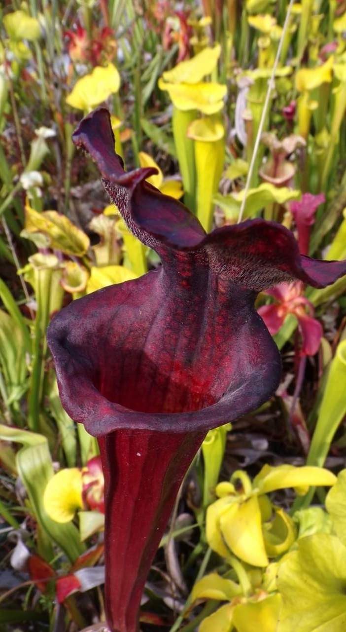 Sarracenia x (Saurus x Mont Blanc)