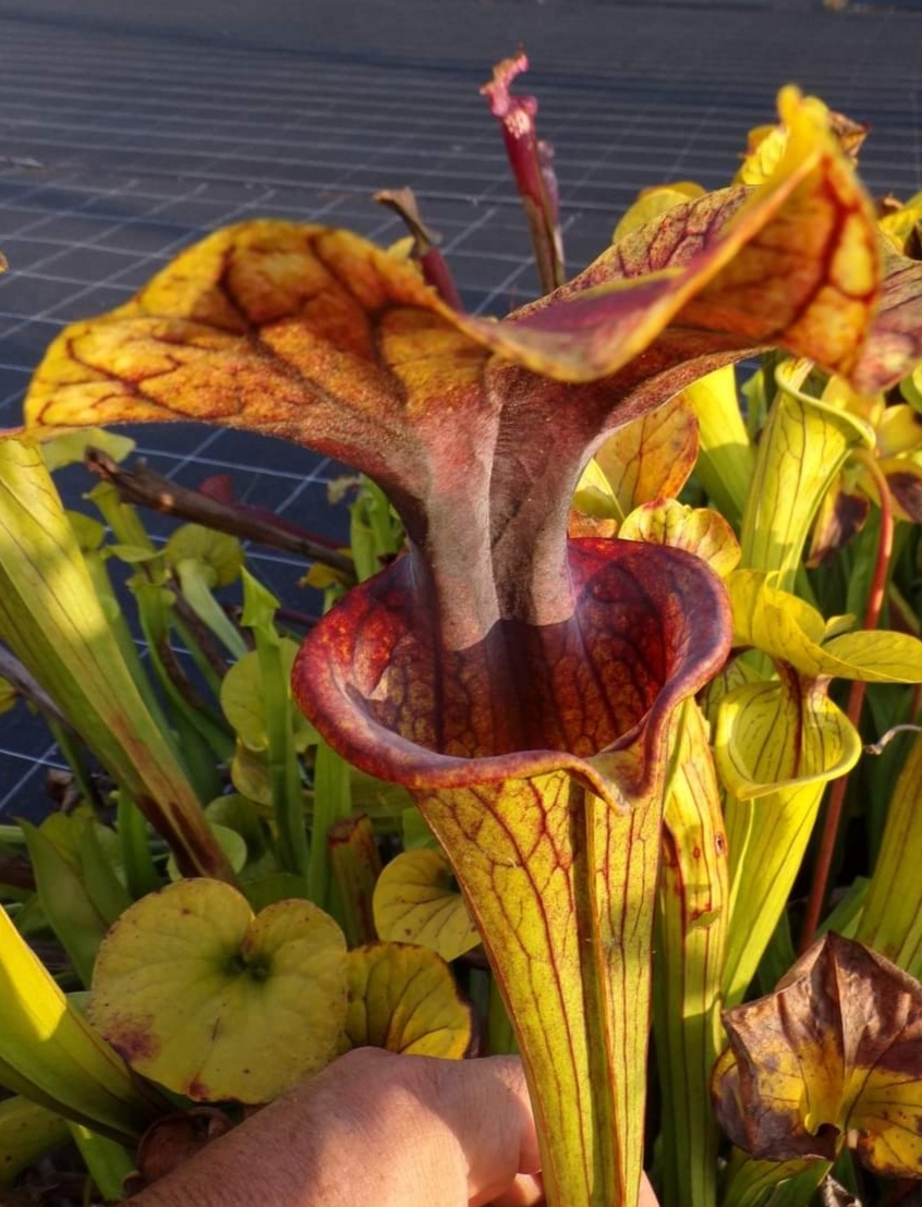 Sarracenia x (Saurus x Saurus)