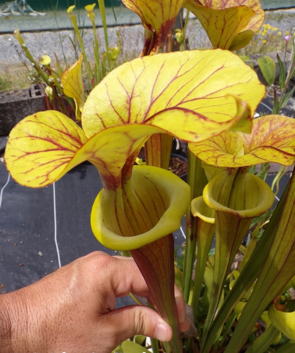 Sarracenia x Flava Rubricorpora