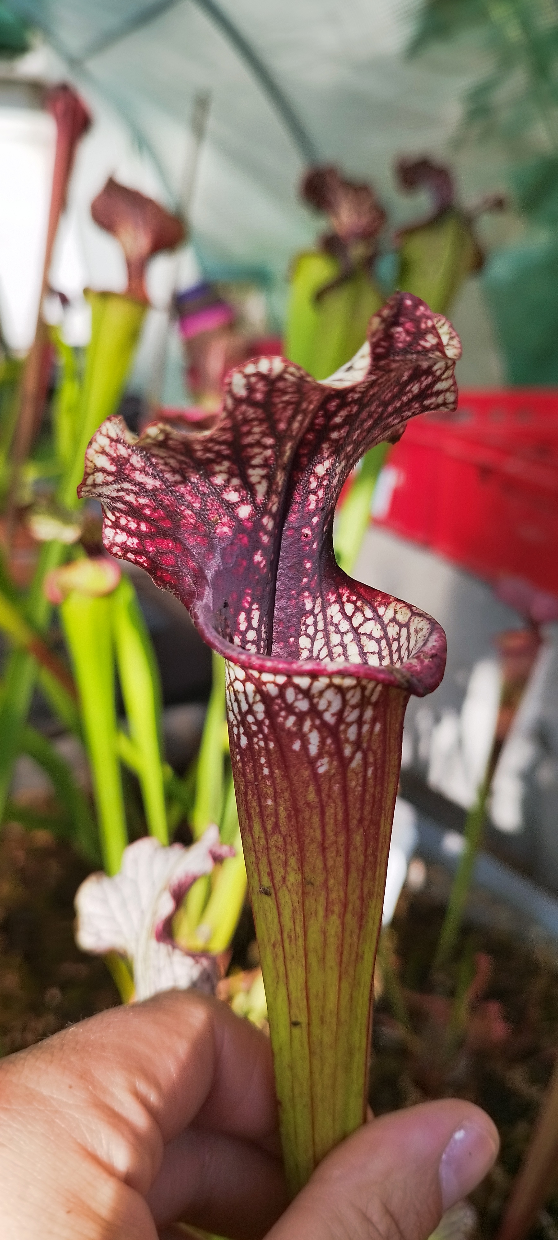 Sarracenia x "Ariane" ( Rita soper x leah Wilkerson)