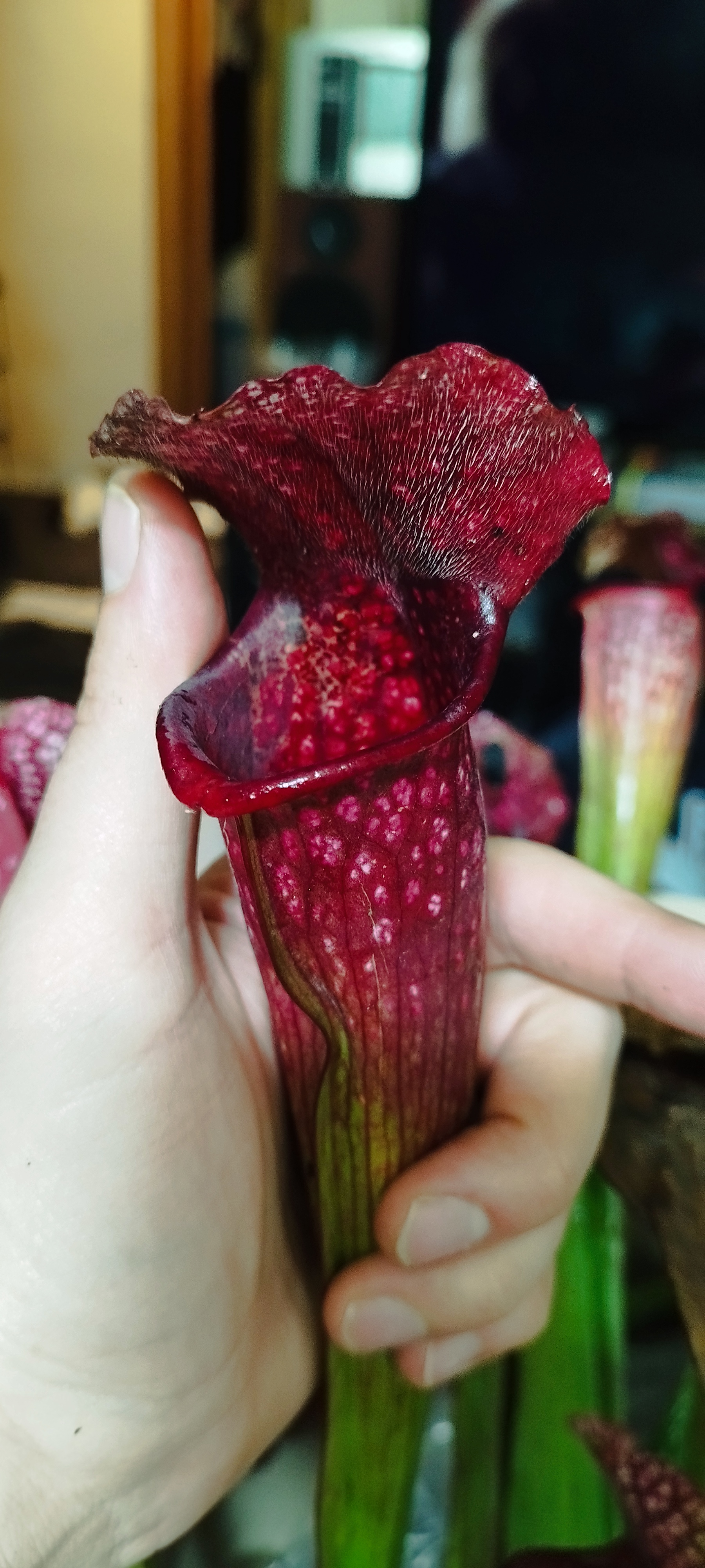 Sarracenia x Rose Marie Bébé (PD-X157)