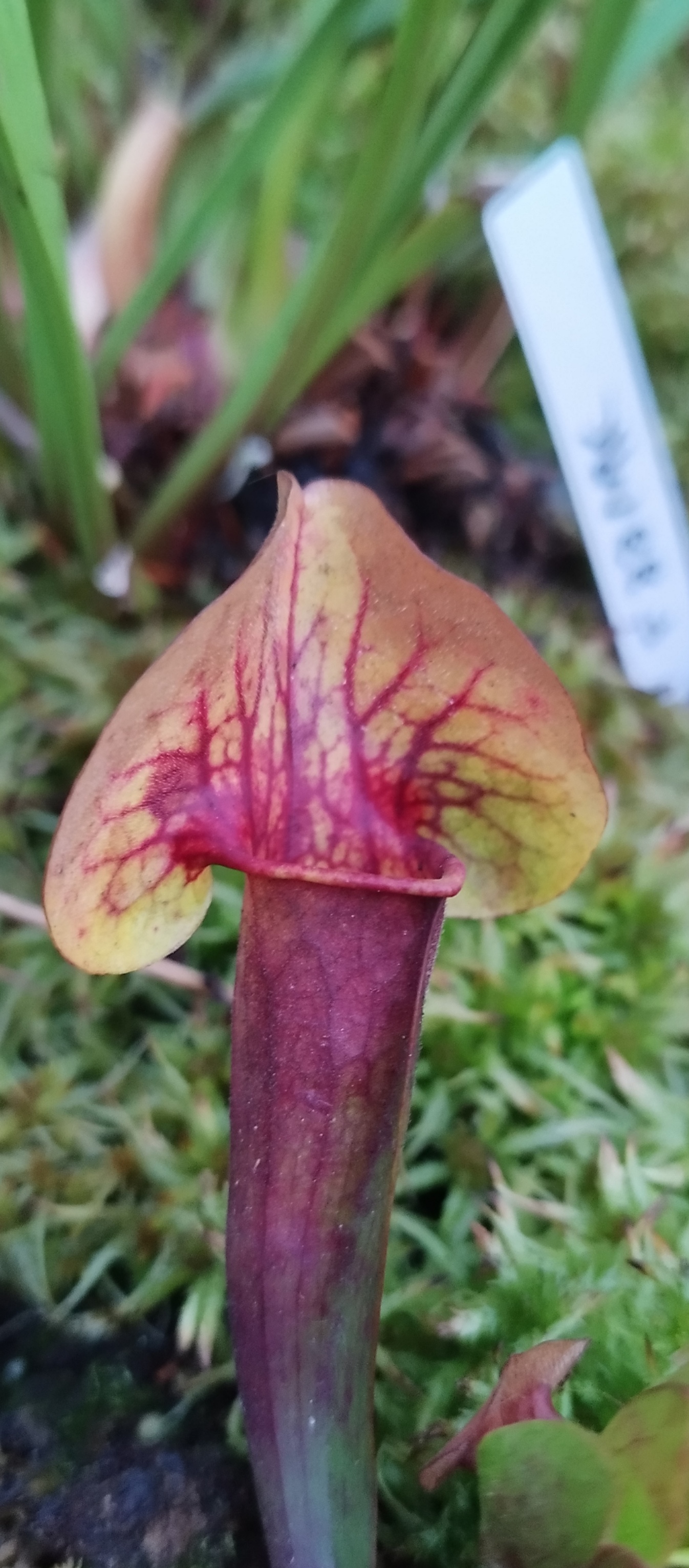 Sarracenia x Black Ankle
