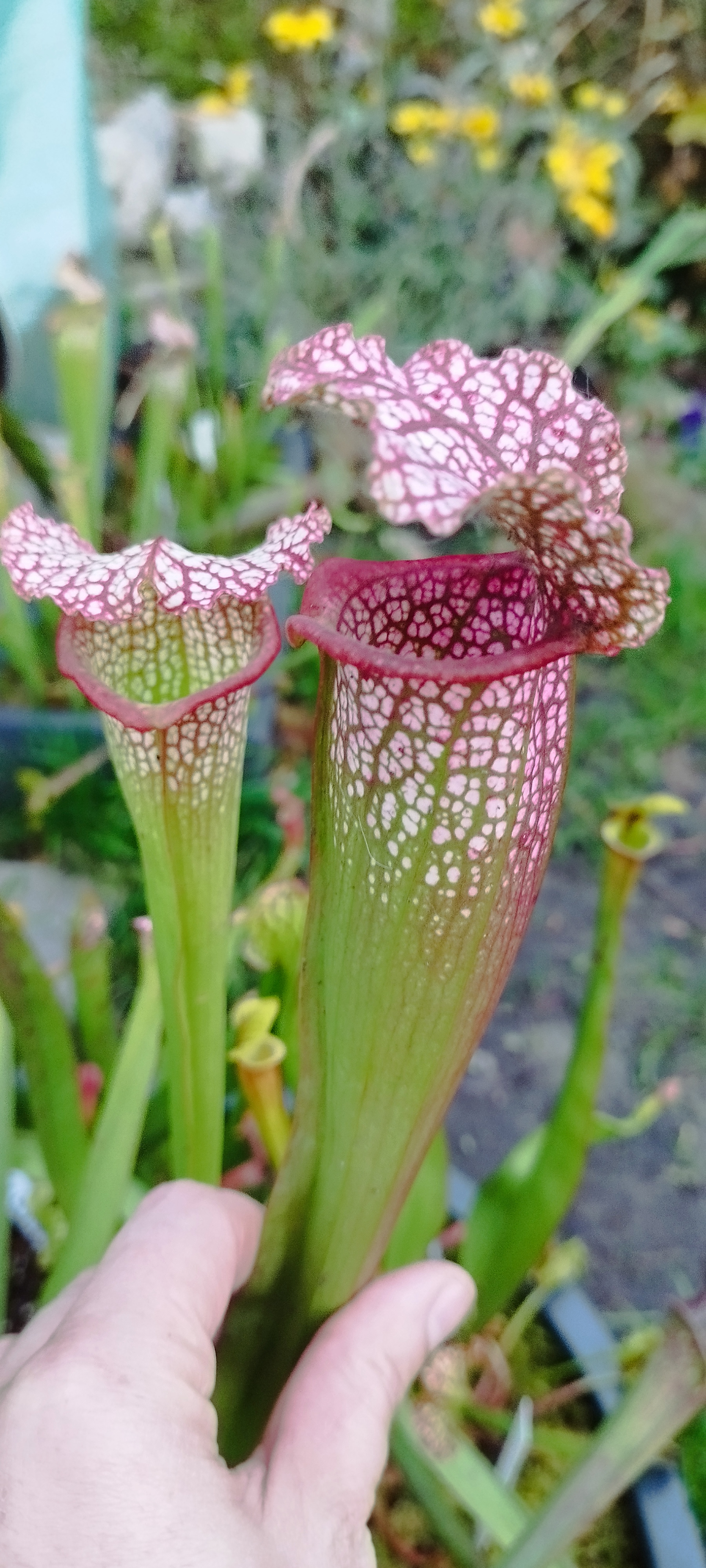 Sarracenia x Superjuthaphil (PDx081)