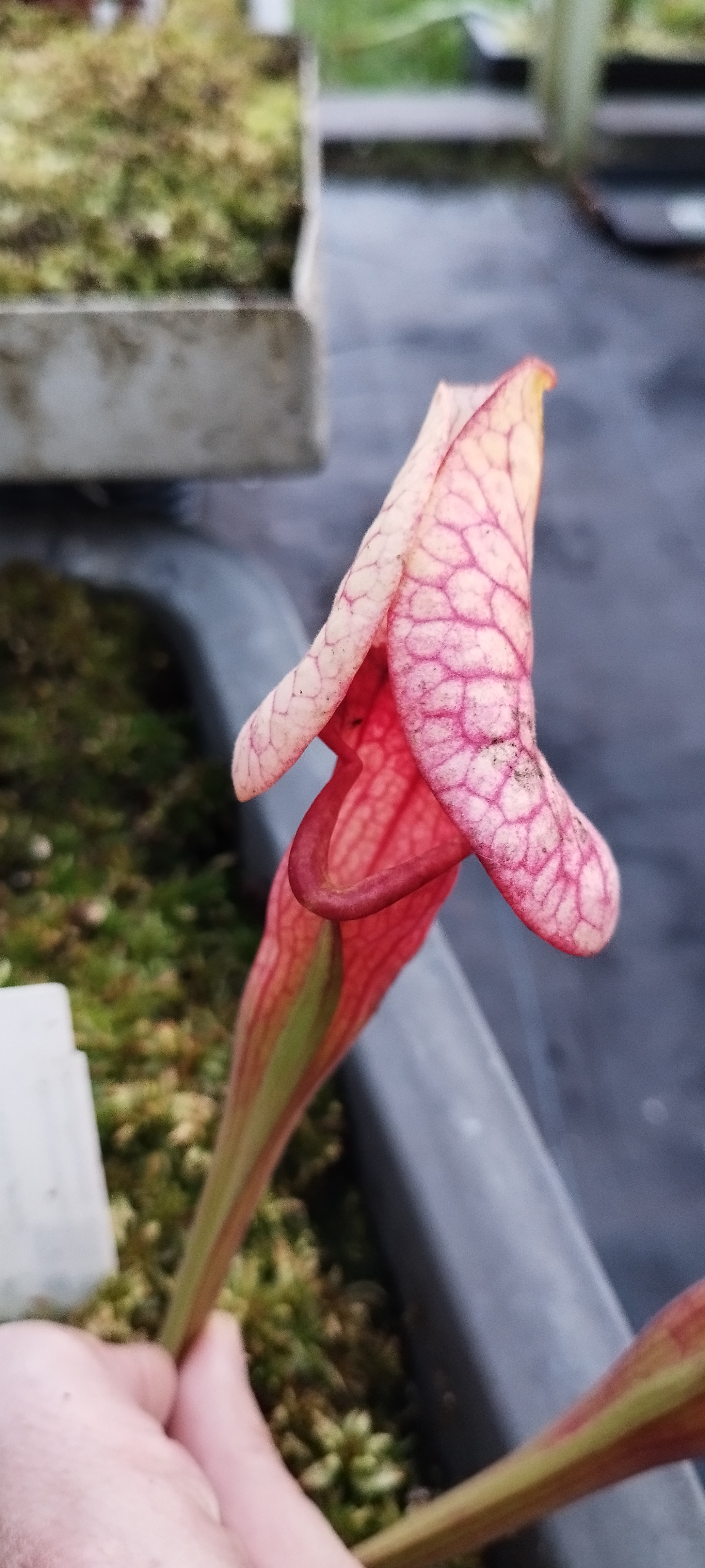 Sarracenia x "Catesbaei"