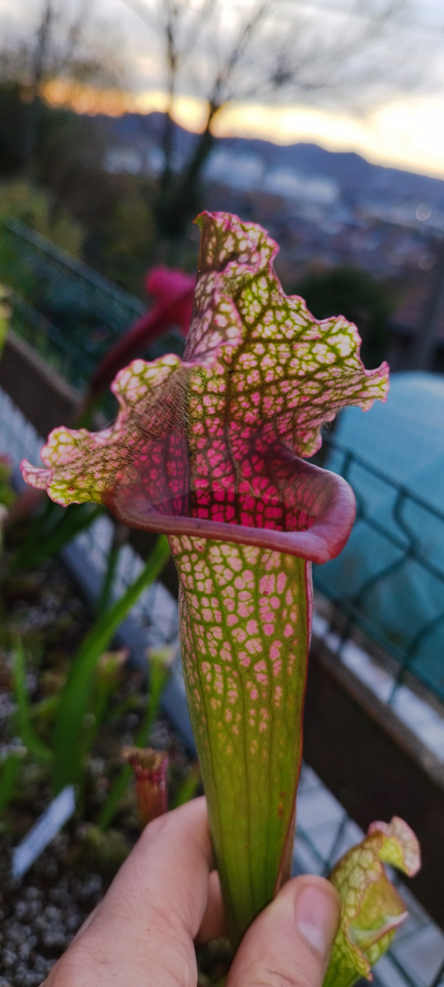 Sarracenia x "Juthatip Soper"