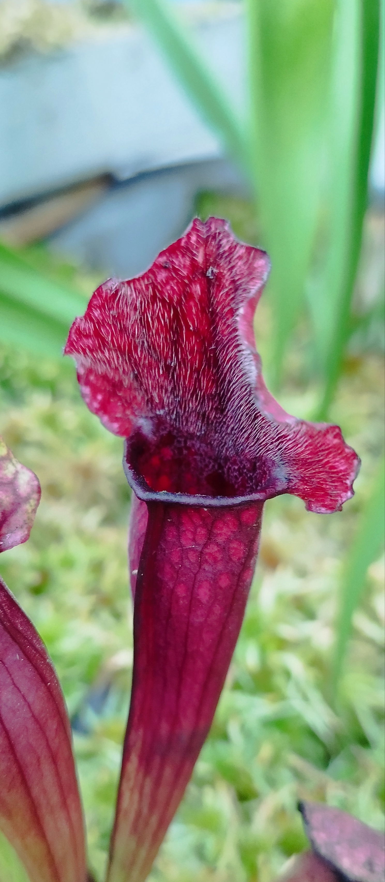 Sarracenia x "Mitchelliana"