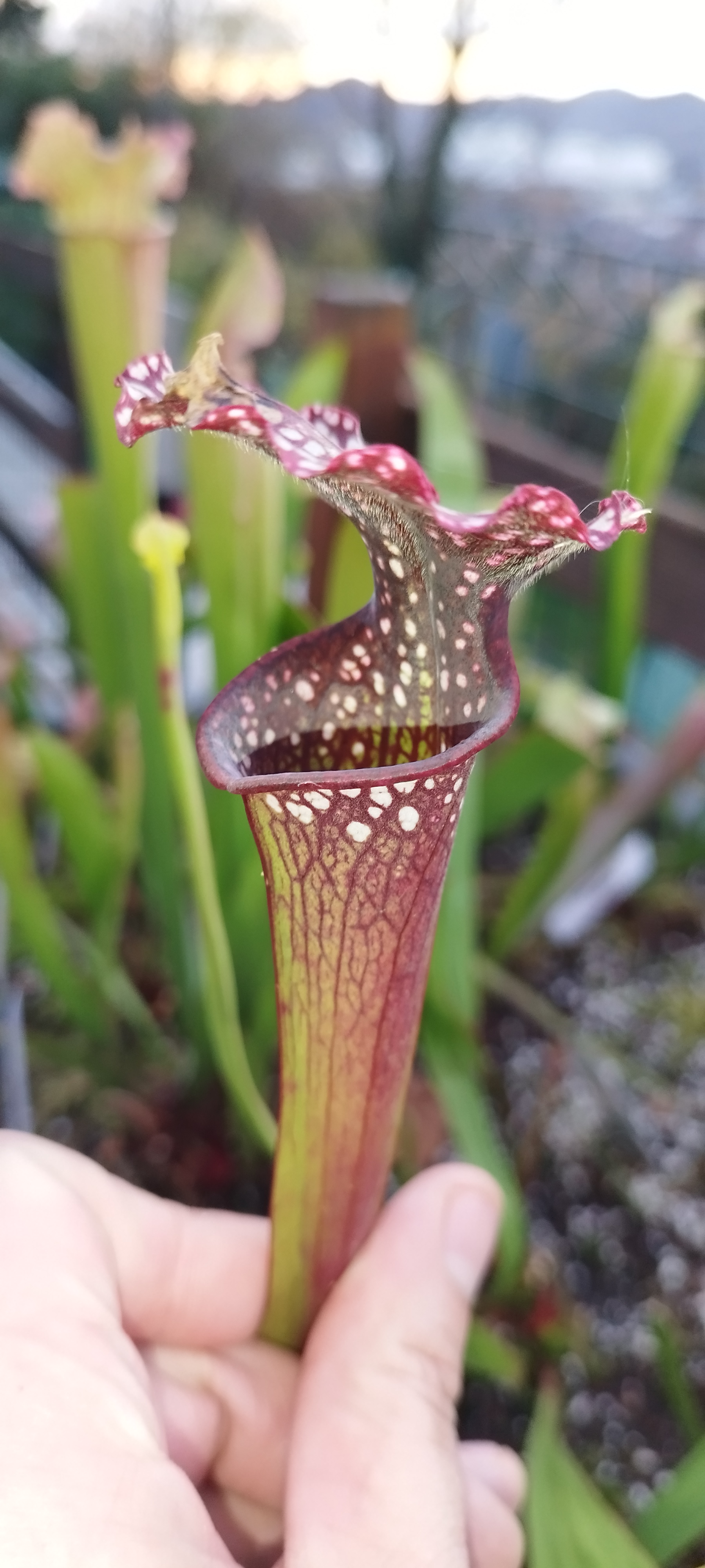 Sarracenia x [(leucophyla x rubra (h54AO))x leucophyla HCW]
