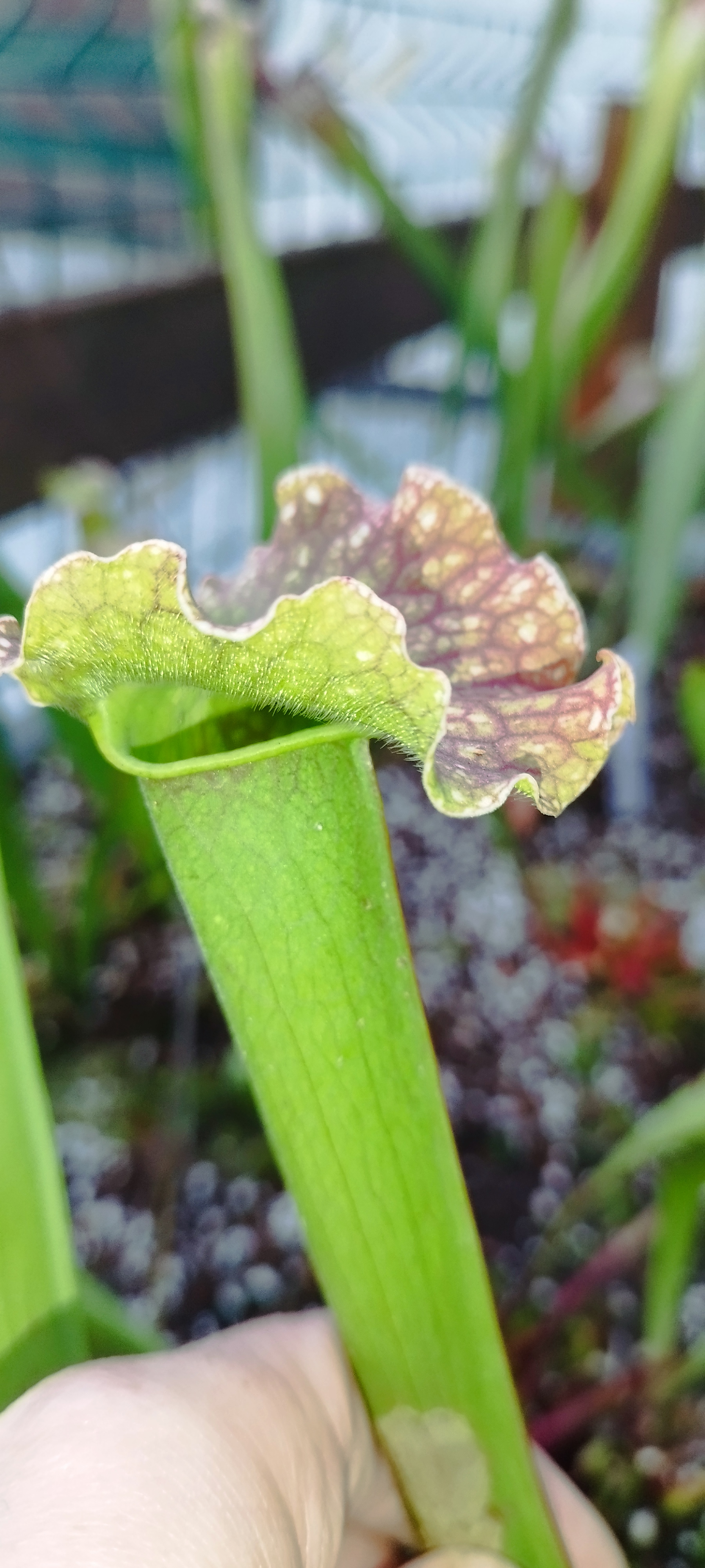 Sarracenia x "Velvet"