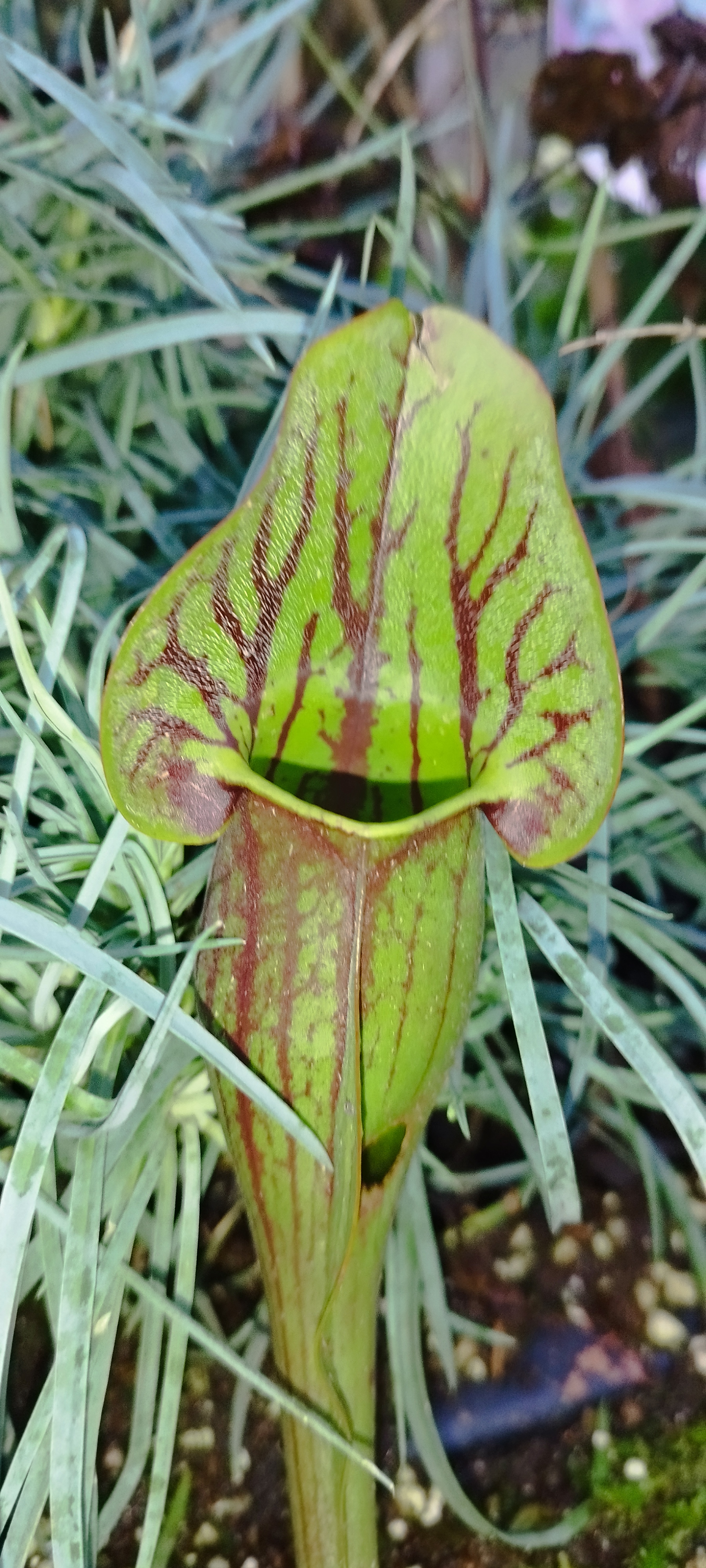 Sarracenia x "Hans"