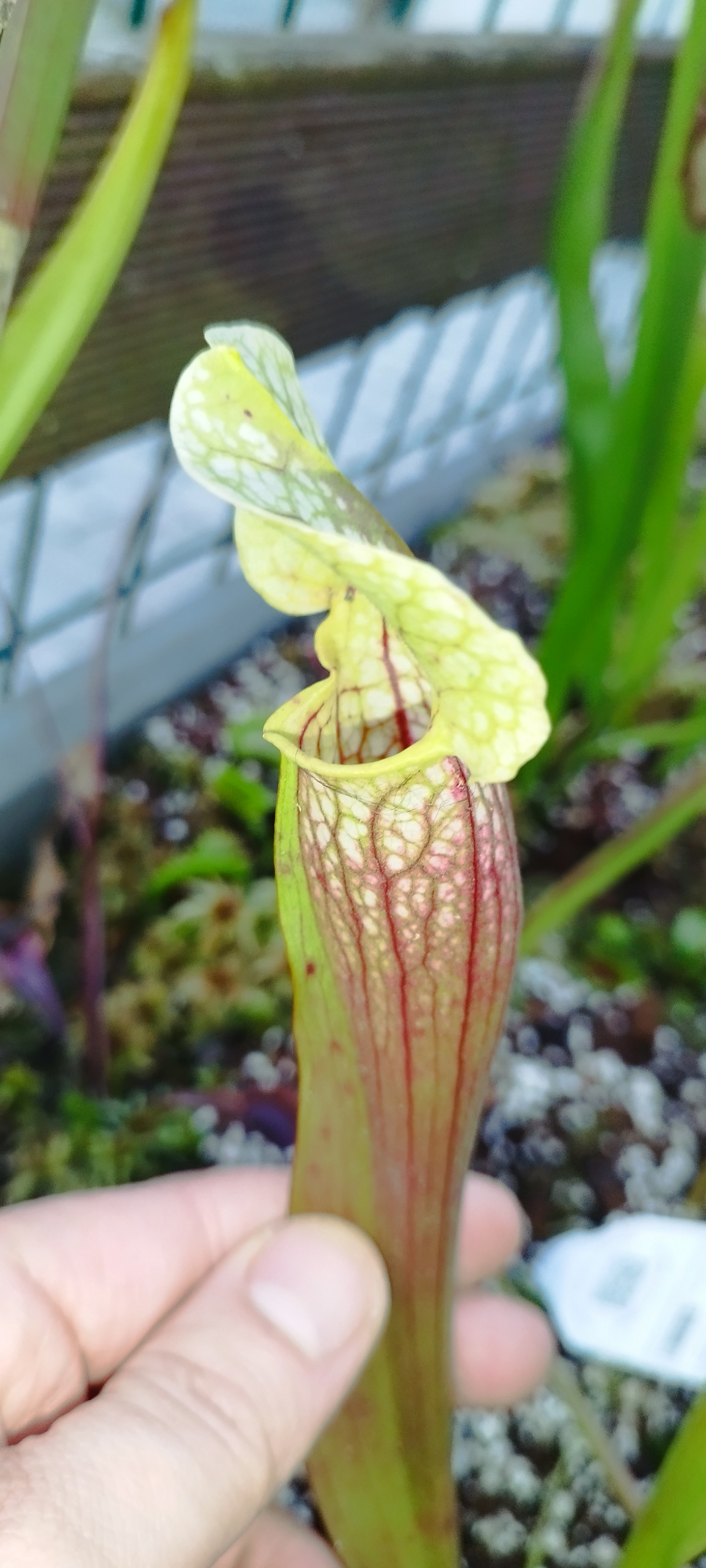 Sarracenia x "Eva"