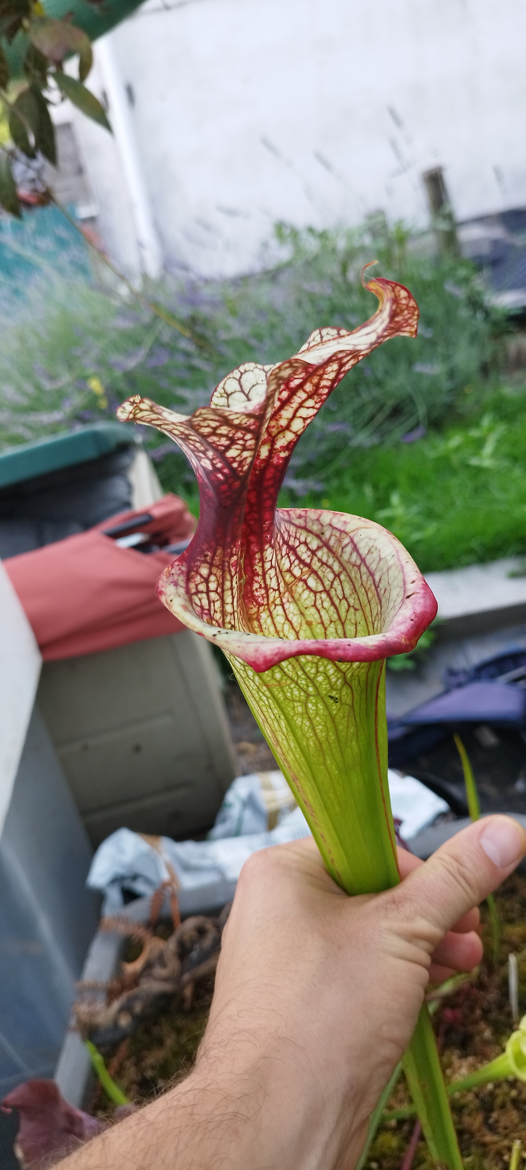 Sarracenia x "Czech Legacy" (LwxAds)