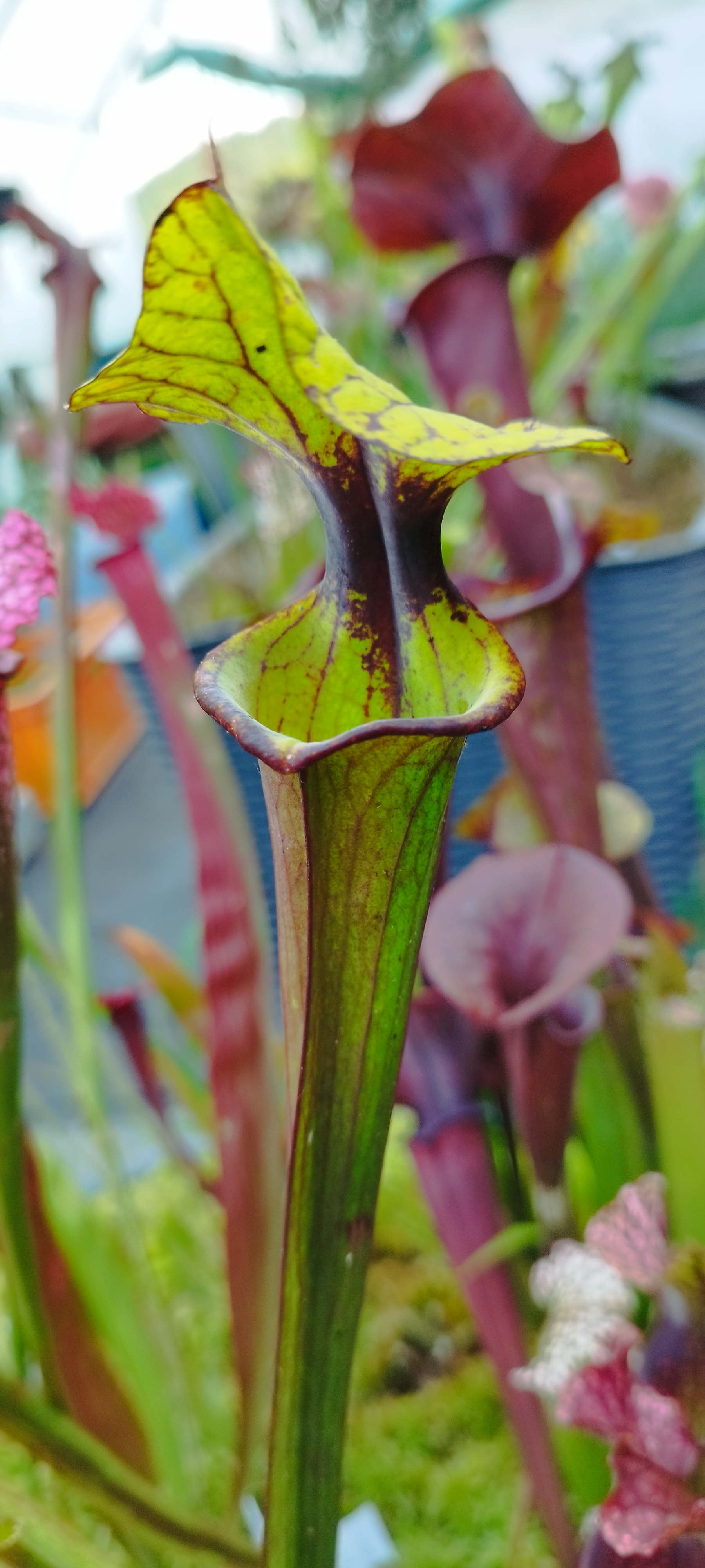 Sarracenia x [Leah Wilkerson x (atropurpurea x rubricorpora)]