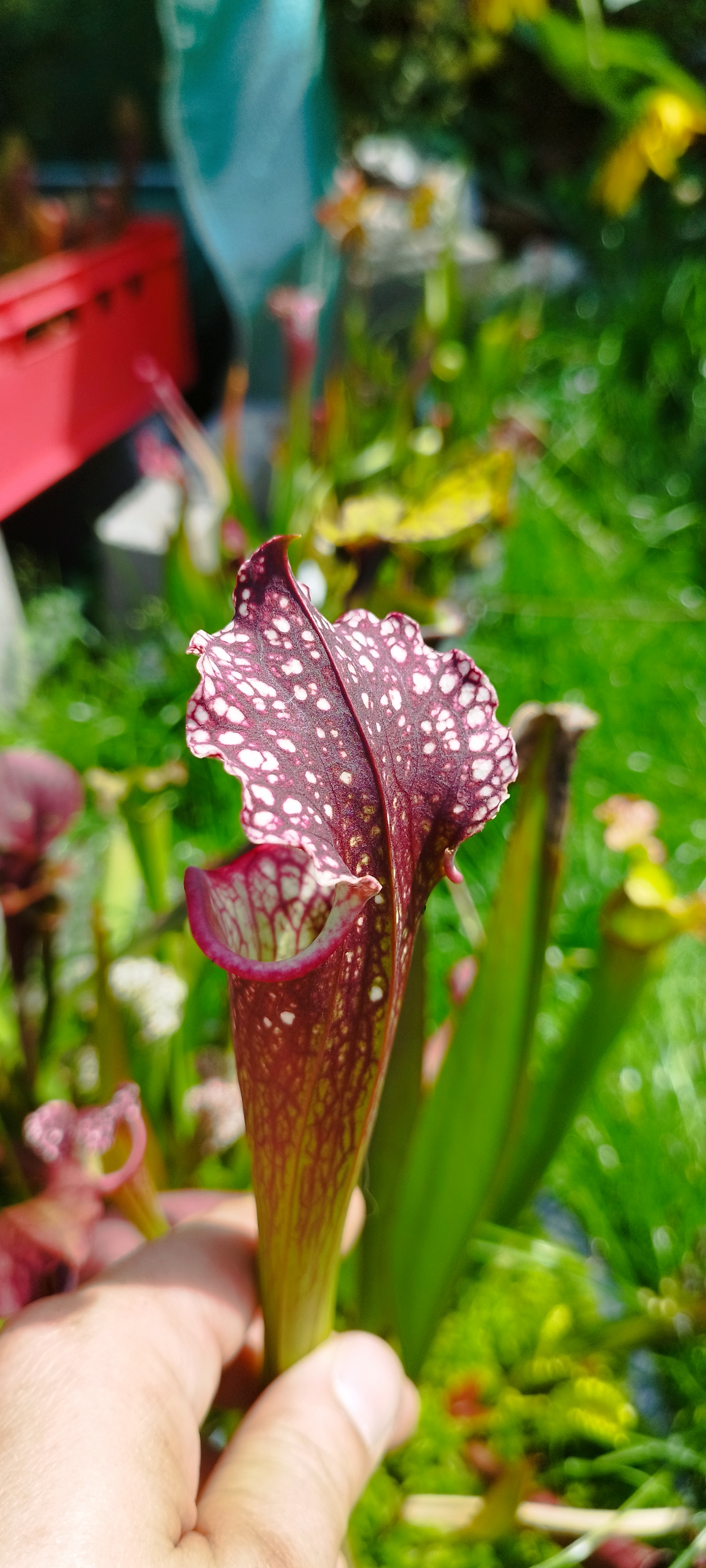 Sarracenia x (Leucophylla X Black sheer) (PD-X129)